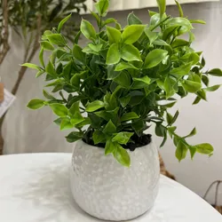 Planta para decoración