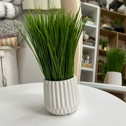 Planta para decorar