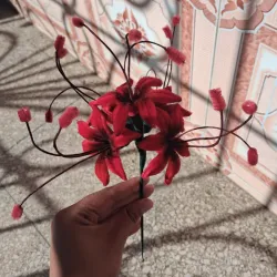 Lirio de araña rojo