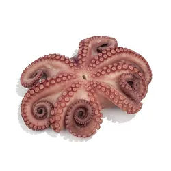 Pulpo