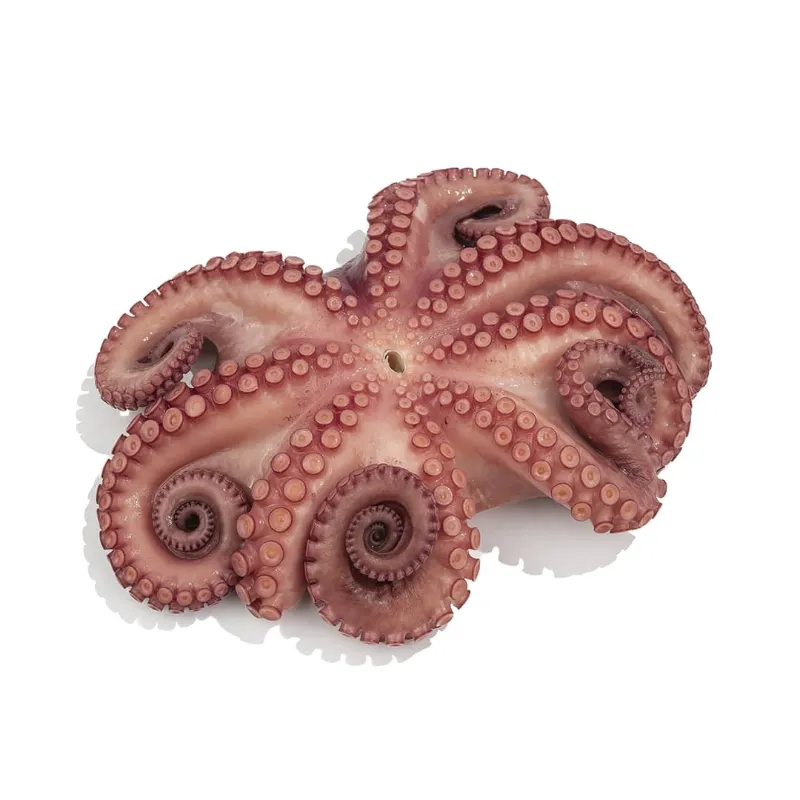 Pulpo