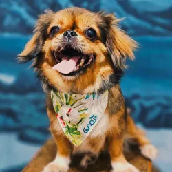 Bandana para perros