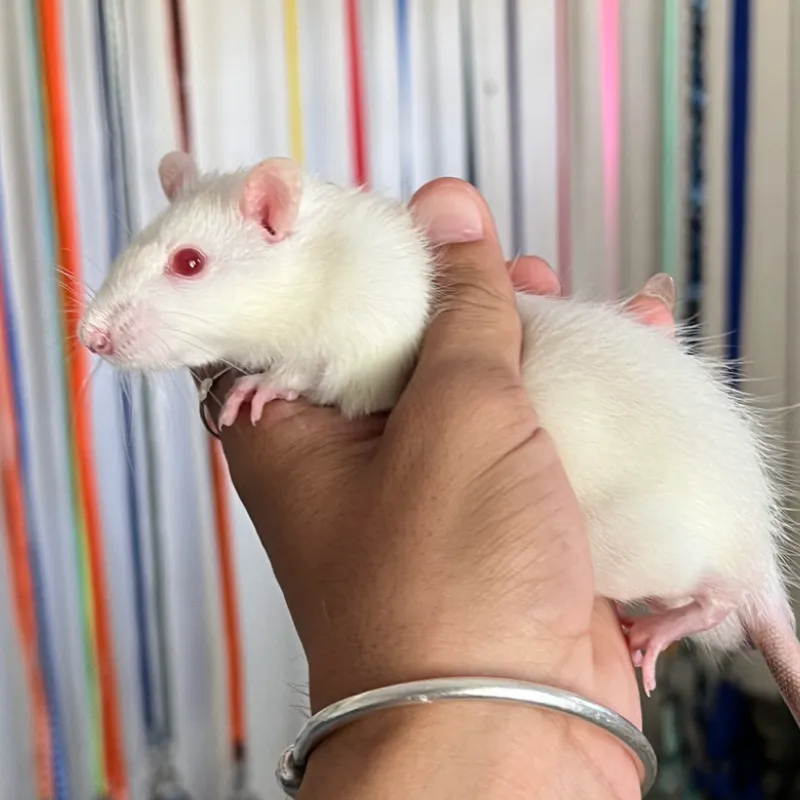 RATAS DE LABORATORIO 