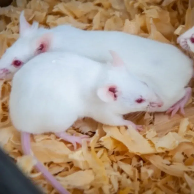 RATONCITOS DE LABORATORIO 