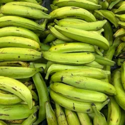 Plátano