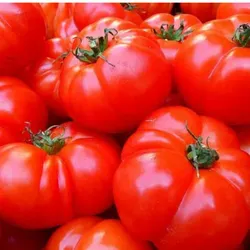 Tomate