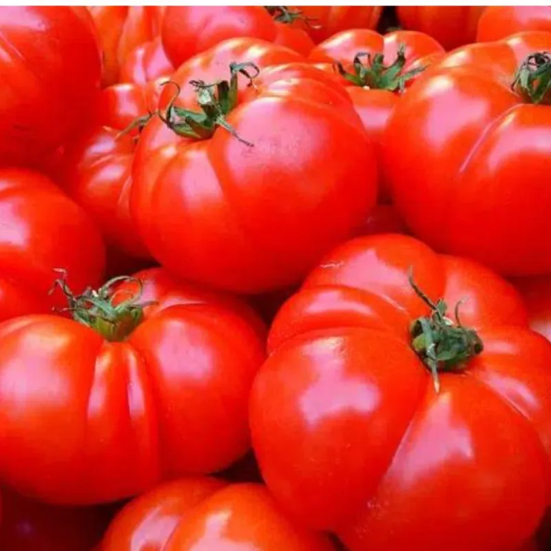 Tomate