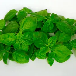 Albahaca 
