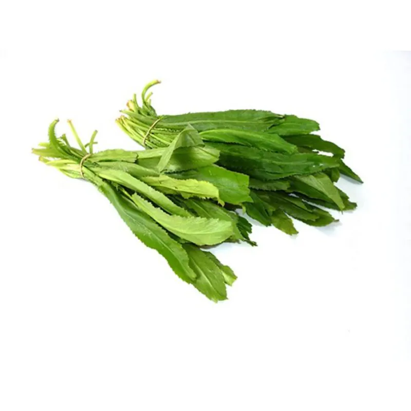 Cilantro