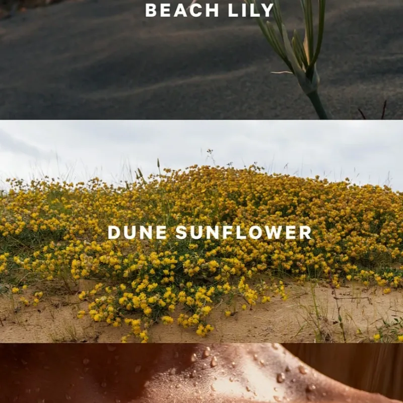 Crema Sundrenched Blooms ☀️🌼✨