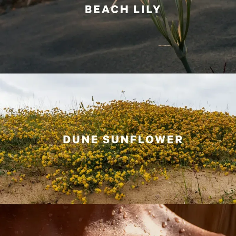 Set Sundrenched Blooms ☀️🌼✨