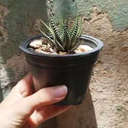 Cactus y suculentas