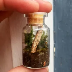 Mini terrario