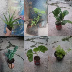 Plantas 