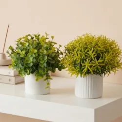 🌿Plantas decorativas