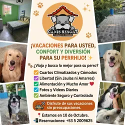 Hospedaje Premium para Perros – Canis Resort (Kinetica)