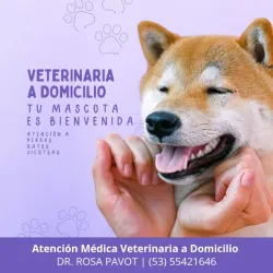 Veterinario a domicilio en La Habana – Dr. Rosa Pavot