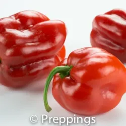 Ají 