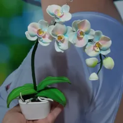 Mini orquídeas Phalaenopsis