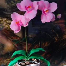 Orquídea Phalaenopsis