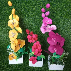 Orquídeas