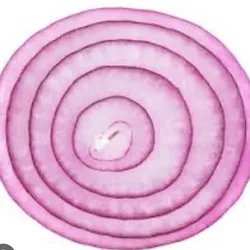 Agregado de Cebolla