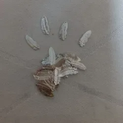 Estoperoles en forma de hojas 