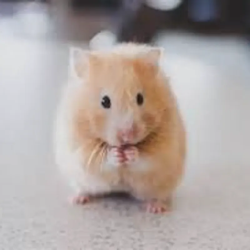 Hamster hembras 