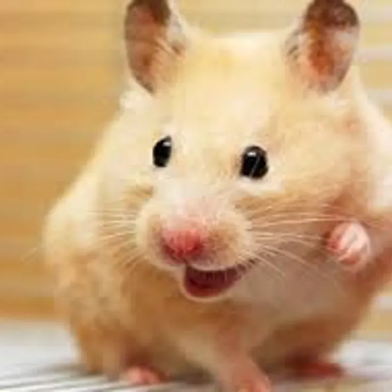 Hamster machos