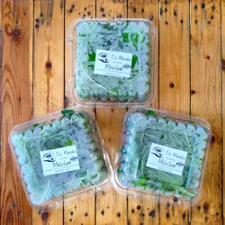 Mezcla de vegetales de hojas: Mizuna roja y verde, Moztaza roja y verde y Rúcula