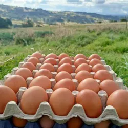 Huevos Criollos 30u