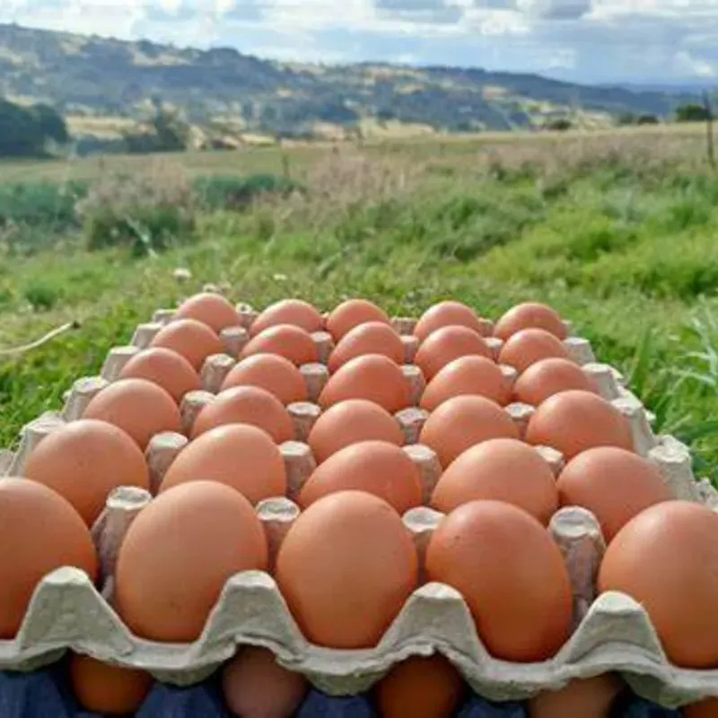 Huevos Criollos 30u