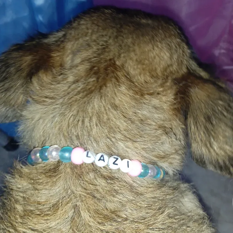 Collar para perritos 