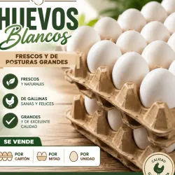 Huevos blancos de gallina