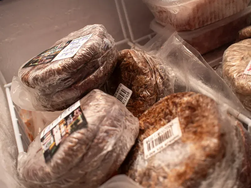 Congelados