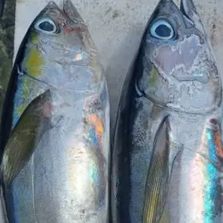 Pescado Bonito x pesaje