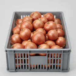 Cebollas