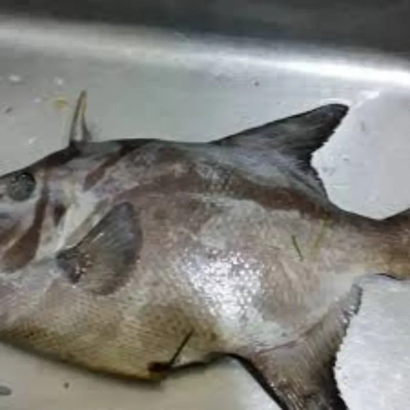 PESCADO DE PLATO POR Lb