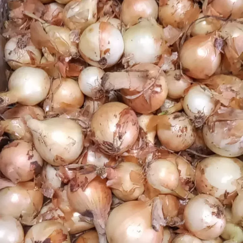 Cebolla Blanca Cubana (Libra)