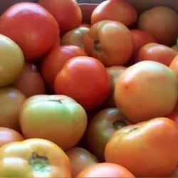 Tomate