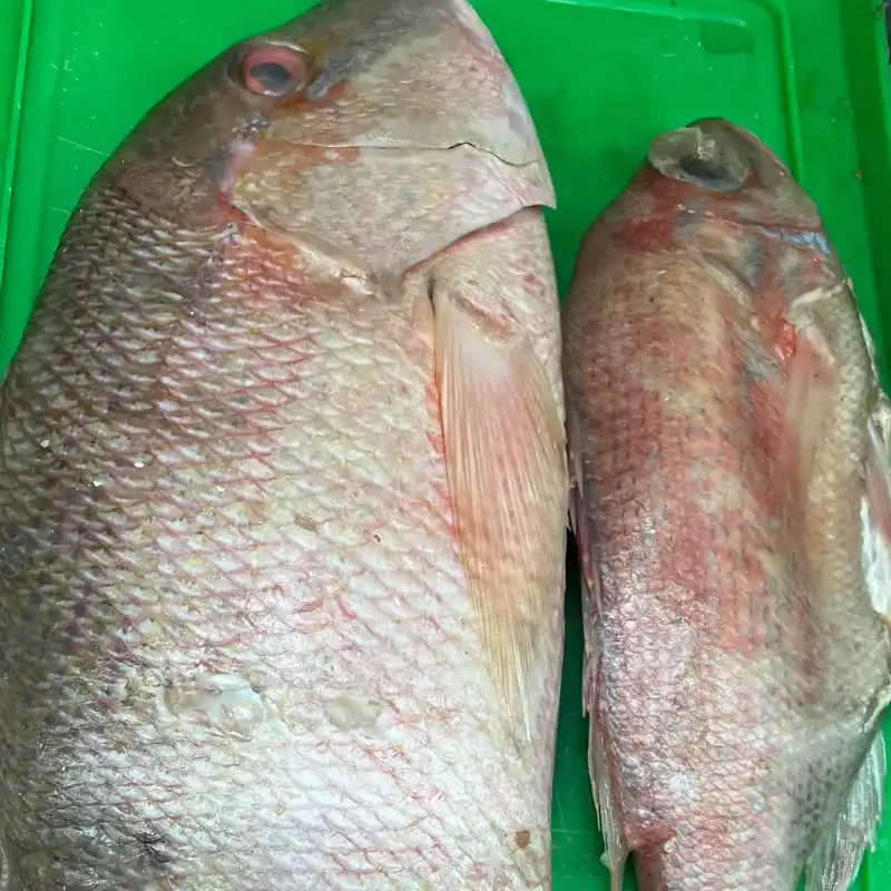 Pescado
