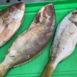 Pescado 