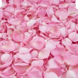 01 Pétalo de rosas rosados