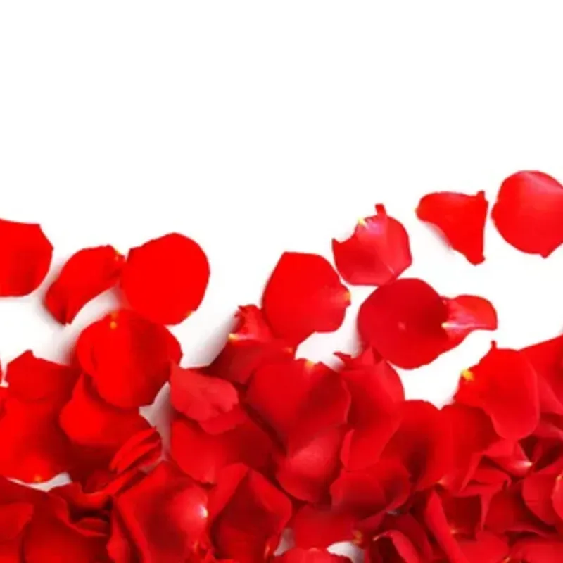 01 Pétalos de rosas rojos