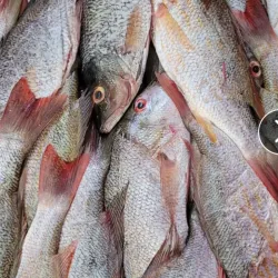 6 lb de Biajaiba limpias
