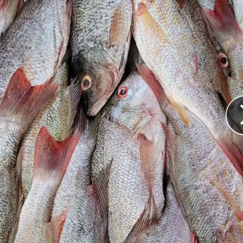 6 lb de Biajaiba limpias