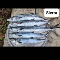 8 libretas de Sierra