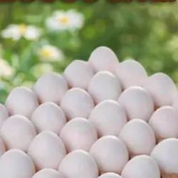 Huevos