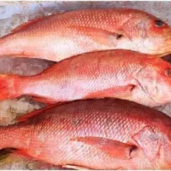 Pargo