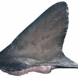 Cartilago de tiburón azul 1lb